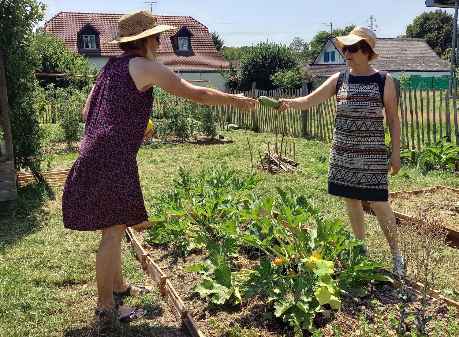 Patricia et Isabelle récoltent les concombres